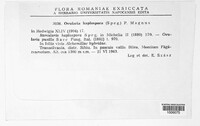 Ovularia haplospora image